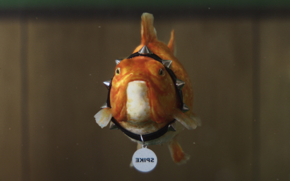 A fish swimming in a tank wearing a spiked dogs collar